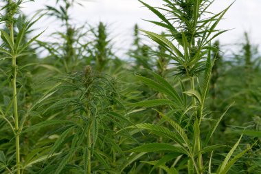 Esrar bulutlu gökyüzü altında büyüyor