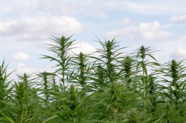 Esrar mavi bulutlu gökyüzünün altında büyüyor