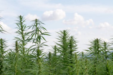 Esrar mavi bulutlu gökyüzünün altında büyüyor