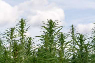 Esrar mavi bulutlu gökyüzünün altında büyüyor