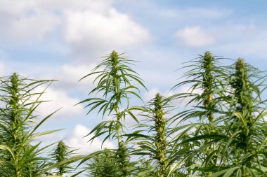 Esrar mavi bulutlu gökyüzünün altında büyüyor