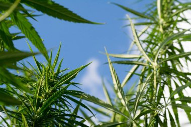 Esrar mavi bulutlu gökyüzünün altında büyüyor