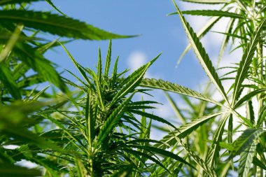 Esrar mavi bulutlu gökyüzünün altında büyüyor