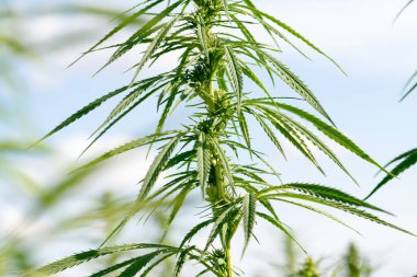 Esrar mavi bulutlu gökyüzünün altında büyüyor