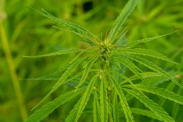 Exuberante Folhas Cannabis Verde Close Shot — Fotografia de Stock