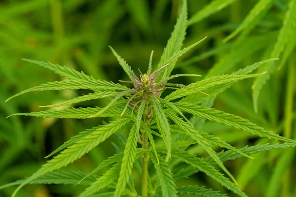 Weelderige Groene Cannabis Bladeren Close Schot — Stockfoto