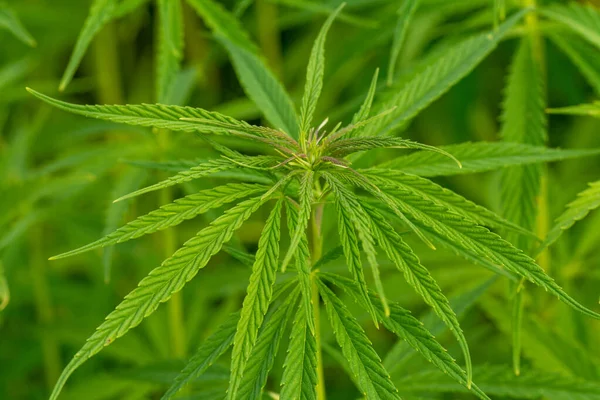 Weelderige Groene Cannabis Bladeren Close Schot — Stockfoto