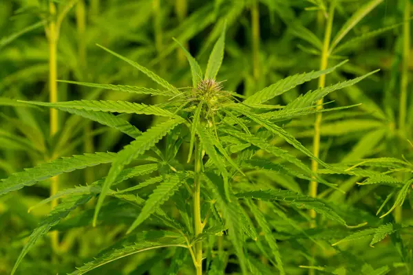 Weelderige Groene Cannabis Bladeren Close Schot — Stockfoto