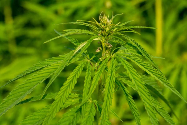 Weelderige Groene Cannabis Bladeren Close Schot — Stockfoto