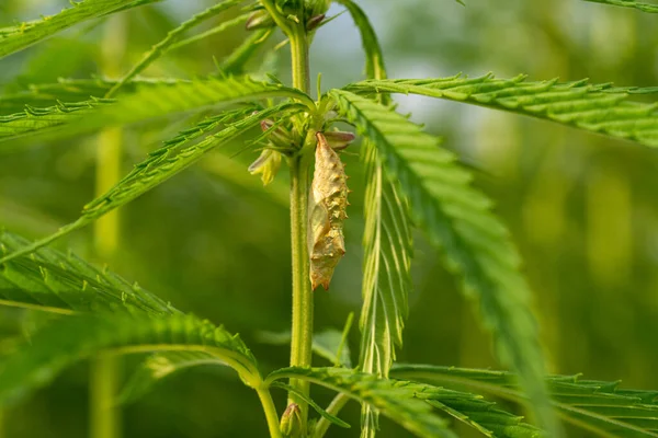 緑豊かな大麻の葉の上の昆虫は — ストック写真