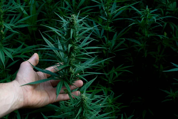 El ele tutuşan yemyeşil kenevir yaprakları