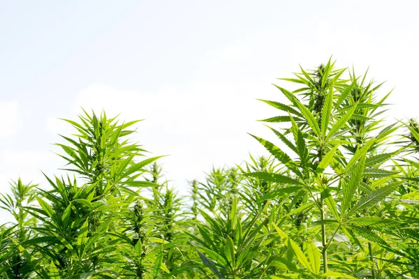 Esrar mavi bulutlu gökyüzünün altında büyüyor