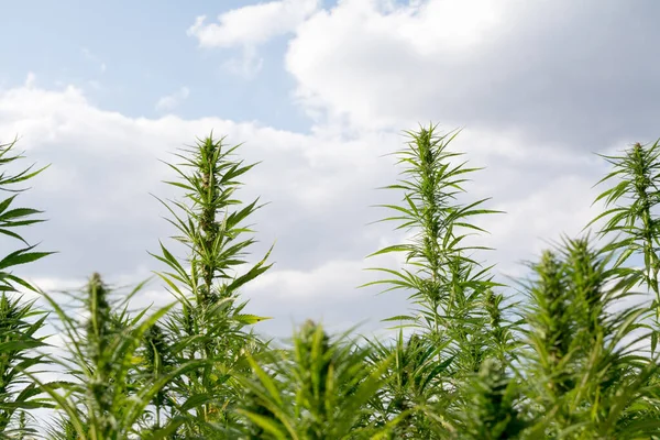 Cannabis Crescendo Sob Céu Azul Nublado — Fotografia de Stock