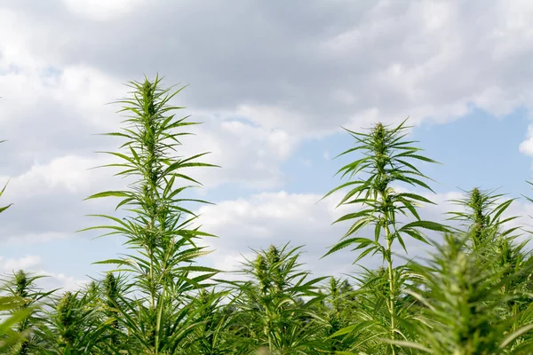 Cannabis Crescendo Sob Céu Azul Nublado — Fotografia de Stock