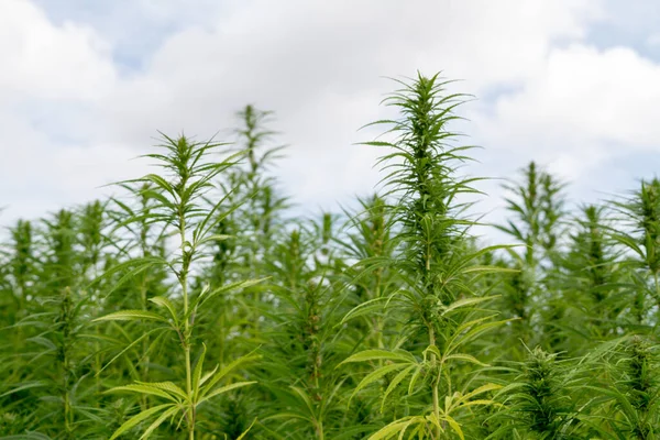 Esrar mavi bulutlu gökyüzünün altında büyüyor