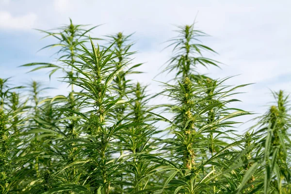 Esrar mavi bulutlu gökyüzünün altında büyüyor