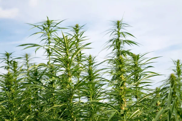 Esrar mavi bulutlu gökyüzünün altında büyüyor