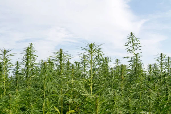 Esrar mavi bulutlu gökyüzünün altında büyüyor