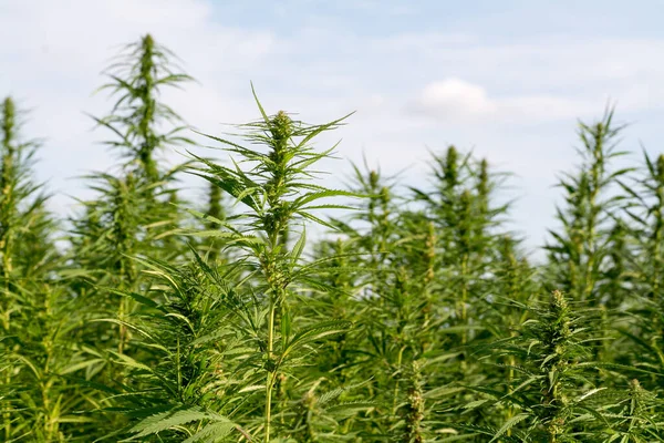 Esrar mavi bulutlu gökyüzünün altında büyüyor