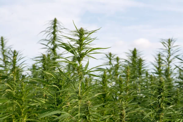 Esrar mavi bulutlu gökyüzünün altında büyüyor