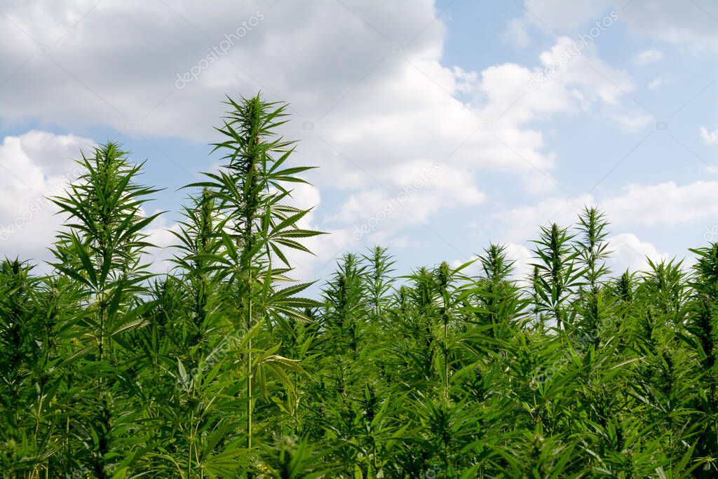 cannabis growing under blue cloudy sky