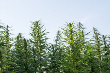 Esrar bulutlu gökyüzü altında büyüyor