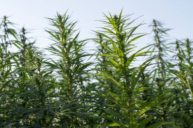 Esrar bulutlu gökyüzü altında büyüyor