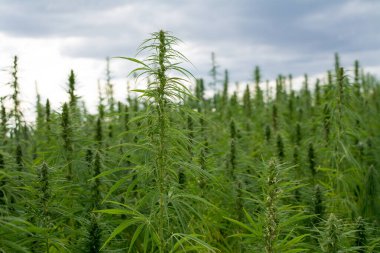 Esrar bulutlu gökyüzü altında büyüyor