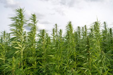 Esrar bulutlu gökyüzü altında büyüyor