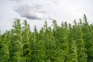 Esrar bulutlu gökyüzü altında büyüyor