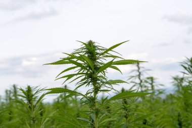 Esrar bulutlu gökyüzü altında büyüyor