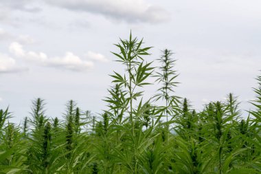 Esrar bulutlu gökyüzü altında büyüyor