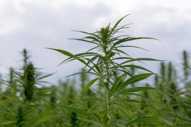 Esrar bulutlu gökyüzü altında büyüyor