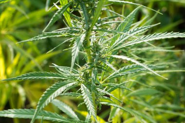 Parlak güneş ışığında büyüyen kenevir, yakın çekim