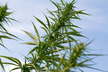 Esrar bulutlu gökyüzü altında büyüyor