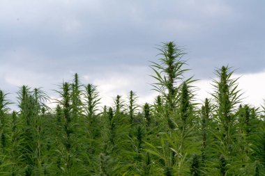 Esrar bulutlu gökyüzü altında büyüyor