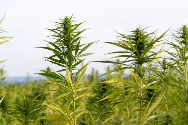 Esrar bulutlu gökyüzü altında büyüyor