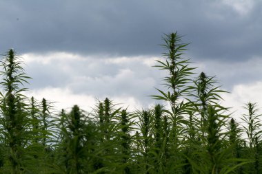 Esrar bulutlu gökyüzü altında büyüyor