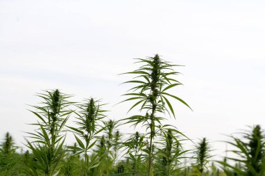 Esrar bulutlu gökyüzü altında büyüyor