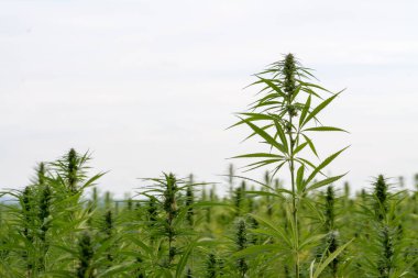 Esrar bulutlu gökyüzü altında büyüyor