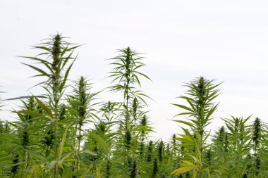 Esrar bulutlu gökyüzü altında büyüyor