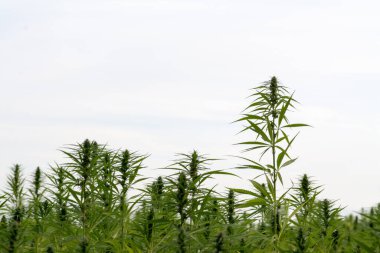 Esrar bulutlu gökyüzü altında büyüyor