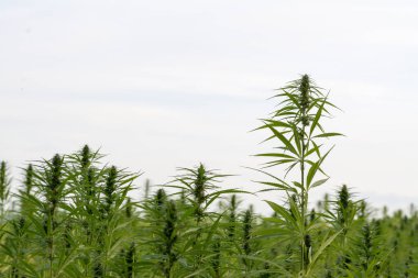 Esrar bulutlu gökyüzü altında büyüyor