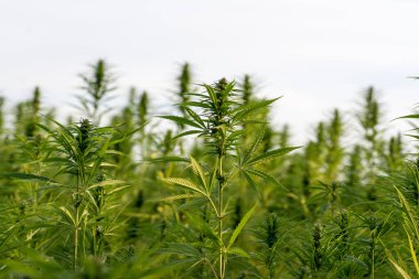 Esrar bulutlu gökyüzü altında büyüyor