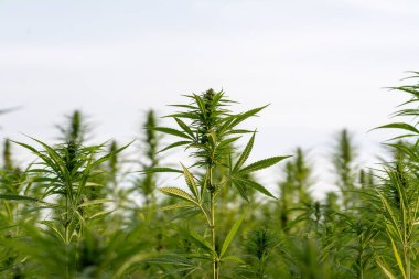 Esrar bulutlu gökyüzü altında büyüyor