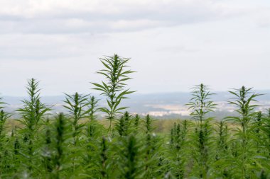 Esrar bulutlu gökyüzü altında büyüyor
