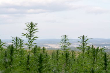 Esrar bulutlu gökyüzü altında büyüyor