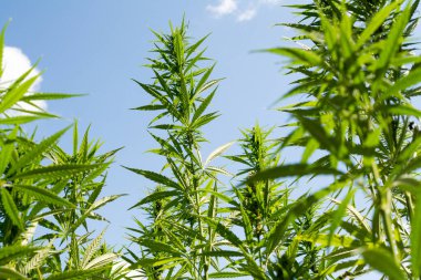 Esrar mavi bulutlu gökyüzünün altında büyüyor