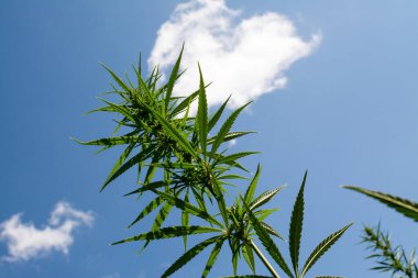 Esrar mavi bulutlu gökyüzünün altında büyüyor