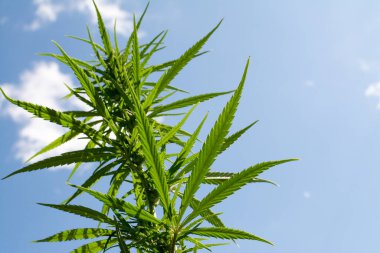 Esrar mavi bulutlu gökyüzünün altında büyüyor